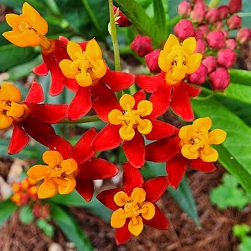 2 Red Milkweed Live Plants, Hardy Garden Plant, 4-6 Inch Tall - Image 6