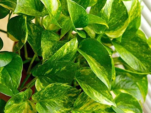 American Plant Exchange Golden Pothos Totem Pole – Live 6-Inch Potted Climbing Vine, Easy-Care Air Purifying Houseplant, Fast-Growing Tropical Indoor Plant for Home, Office & Indoor Décor - Image 3
