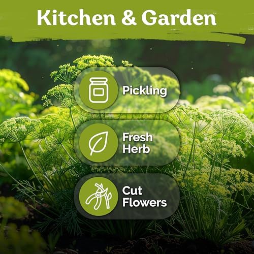 1,250 Dill Heirloom Herb Seeds for Planting, Anethum Graveolens - Image 6
