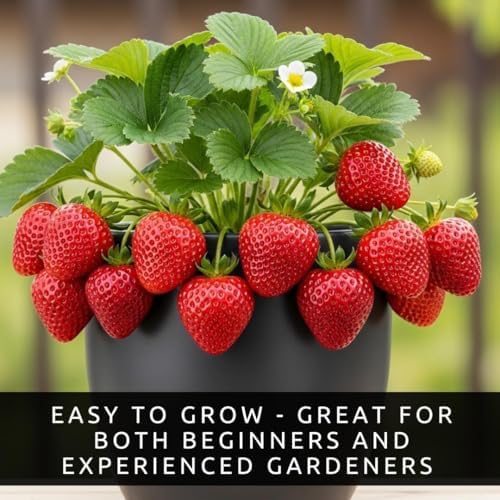 10 Rich Sweetness Strawberry Plants | Everbearing Live Berry Plants - Image 6