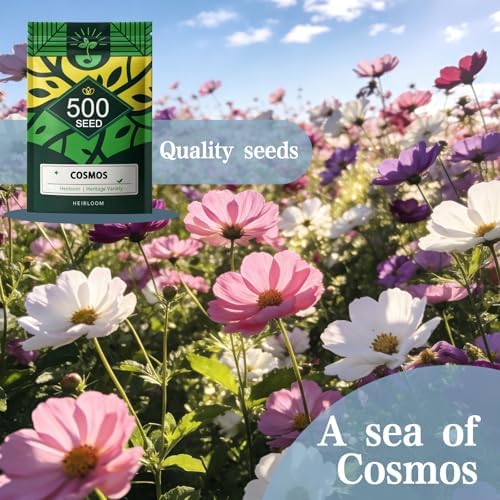 Cosmos Flower Seeds to Plant Outside, 500 Annual Flower Seeds, Easy Grow - Image 3