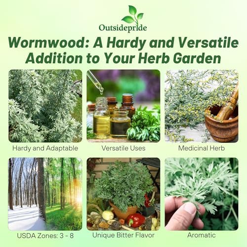 Outsidepride Wormwood Seeds - 10000 Pcs. Perennial, Easy to Grow & Drought Tolerant, Herb Seeds for Planting Aromatic, Delicate Gray-Green Foliage, Great for Landscaping & Xeriscaping Herb Gardens - Image 2