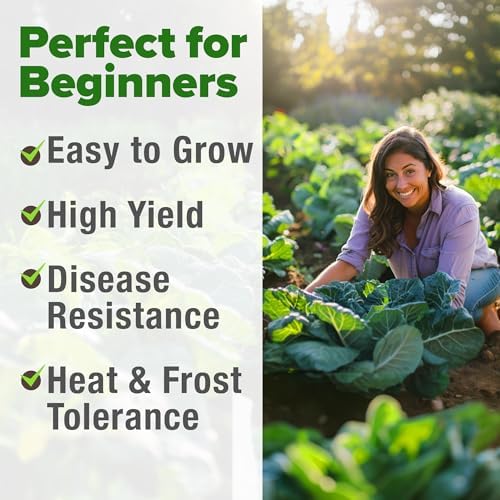 HOME GROWN Georgia Southern Collard Seeds, 600+ Seeds, Brassica oleracea - Image 4