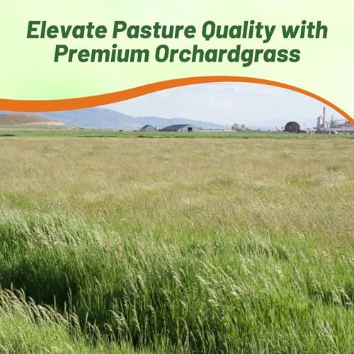 Outsidepride Grazer Orchard Pasture Grass Seed - 25 Lbs. Perennial, Drought & Shade Tolerant, Winter Hardy Fescue Seed for Hay, Grazing, Silage, Greenchop, Goat Feed, & Lawn Use - Image 6