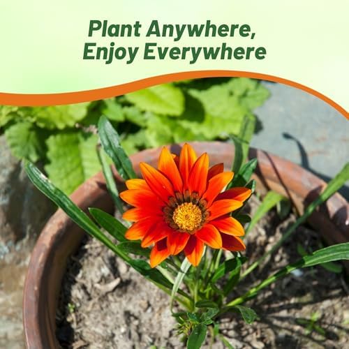 Outsidepride New Day Red Shades Gazania Seeds for Planting – 25 Pcs Perennial, Low-Maintenance, Drought-Tolerant Ground Cover Seeds for Vibrant Summer & Fall Flowers, Great for Outdoor Gardens - Image 6