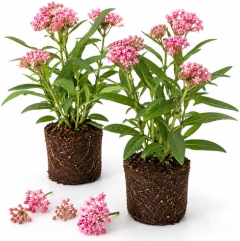 2 Pink Milkweed Live Plants, Flower Plant, 4-7 Inch Tall by Unknown