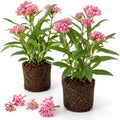 2 Pink Milkweed Live Plants, Flower Plant, 4-7 Inch Tall by Unknown