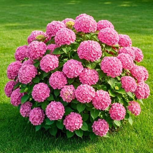 Pink Hydrangea Live Plant, Hydrangea Tree Shrub in Pot, 6-12 Inc Tall - Image 3