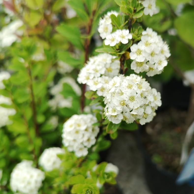 Snowmound Spirea Live Plant Dwarf White Mound Spirea Shrub Flowering Hardy Shrub 5-8" Tall Qt Pot - Image 4