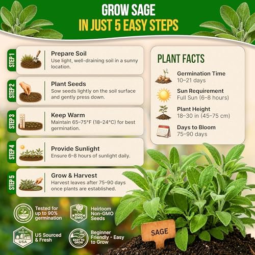 Sage Seeds Pack 1.5 G - Over 250 Non-GMO Heirloom Sage Seeds for Planting Herbs in Individual Seed Packet, Herbs Seeds for Planting Home Garden Indoor & Outdoor Gardening - Image 6