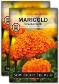 Sow Right Seeds- Crackerjack African Marigold Seed for Planting Flowers 2pk by SowRightSeeds