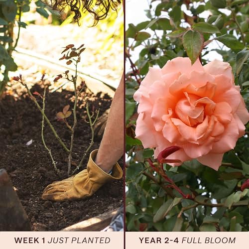 Heirloom Climbing Roses, Live Own Root Plant, Breath of Life™ - Image 3