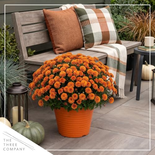 Chrysanthemum (Color Match Deco Pot), Orange Blooms, Live Fall Flowering Perennial, 15" Tall by 12" Wide in 3 Qt Pot - Image 6