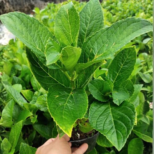 Ruby Hydrangea Live Plant, Hydrangea Tree Shrub in Pot, 6-12 Inc Tall - Image 5