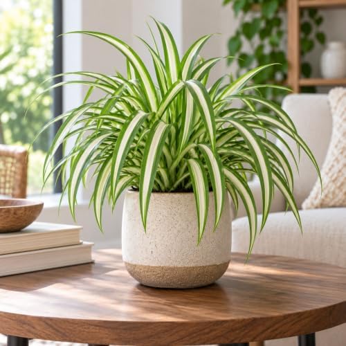 Spider Plant Variegated 3 Potted Plants - Indoor Houseplants in 4-Inch Pots - Image 4