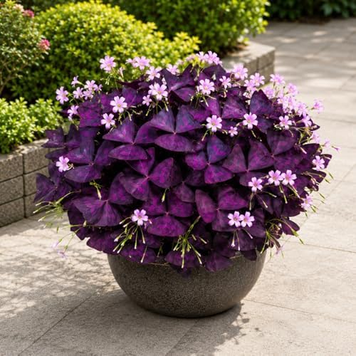 Pack of 24 Purple Shamrocks Bulbs, Oxalis Bulbs for Planting, Oxalis Triangularis Bulbs Good Luck Flower Bulbs - Image 6