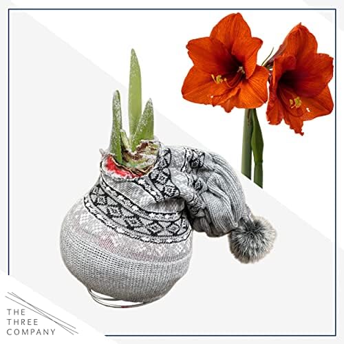 Waxed Amaryllis Bulb - Decorative Grey Sweater, Red Blooms - Easy Care - No Watering Needed! - Image 4