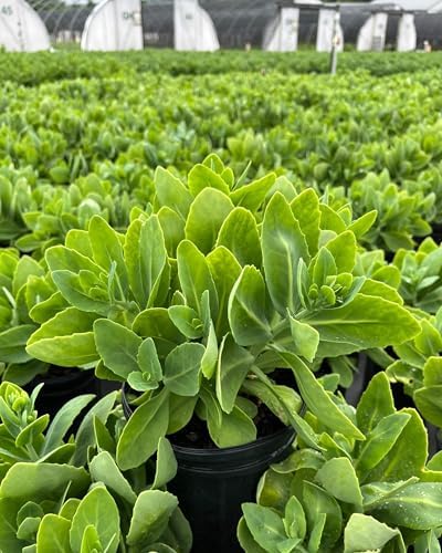 Perennial Farm Marketplace Sedum spec. 'Neon' (Stonecrop) Groundcover, Size-#1 Container, Rosy Pink Flowers - Image 5