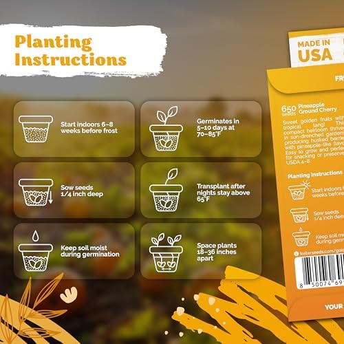650 Aunt Molly Ground Cherry Heirloom Vegetable Seeds, Physalis Pruinosa - Image 3