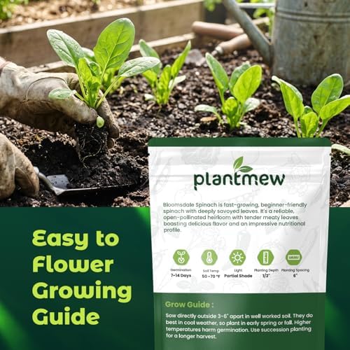 Bloomsdale Spinach Seeds for Planting, 500 Heirloom Seeds — Fast Growing Vegetable Seeds for Spring & Fall Gardens - Image 3