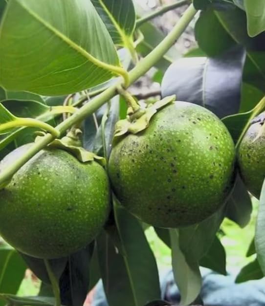 Black Sapote Live Plant – Diospyros nigra – Chocolate Pudding Fruit Tree – Tropical Edible Fruit Tree – Rare Exotic – 3 Inch Pot - Image 5