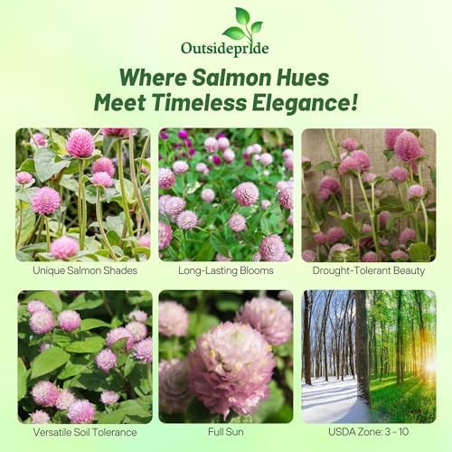 Outsidepride Salmon Gomphrena Seeds - 2000 Pcs Annual, Heat & Drought Tolerant, Pollinator Friendly Globe Amaranth Seeds for Planting w/Vibrant Round Blooms for Beds, Borders, and Arrangements - Image 2