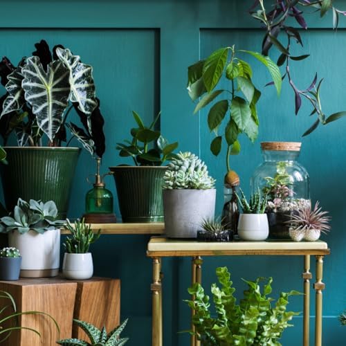Organic Jade Plant (Crassula ovata) Live Plant in 2.5-inch Pot - Image 4