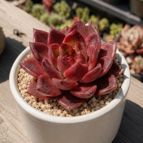 Echeveria 'Daredevil' Live Succulent Plant 3-3.5 Inch, Rare Rosette Succulent Bare Root No Pot, Easy to Grow Decorative Plant for Indoor Planters, Patio Displays, Botanical Collections - Image 2