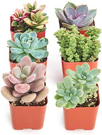 Shop Succulents Pastel Succulent Plant Pack Collection - Live Mini Succulent Plants, Low Maintenance, Bright & Serene Colors & Textures - Wedding and Party Favors, Gift & Garden, Pack of 6 - Image 3