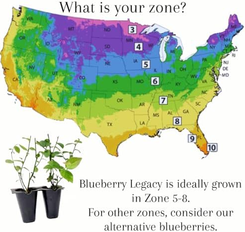 Live Legacy Blueberry Plants (4 Pack) – Northern Highbush Blueberry Bushes for Planting, Vigorous Growth, Late-Season Harvest, Suitable for Various Climates - Image 3
