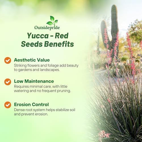 Outsidepride Red Yucca Seeds for Planting - 25 Pcs Drought Tolerant Flower Seeds with Evergreen Foliage & Pollinator-Friendly Flowers, for Xeriscaping, Dry or Sandy Landscapes - Image 3
