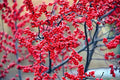 Winterberry Bush Seedlings for Planting - Ilex verticillata, Live Winter Berry Bush Plants (2 Seedlings) - No Ship to California by CZGrain