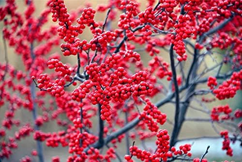 Winterberry Bush Seedlings for Planting - Ilex verticillata, Live Winter Berry Bush Plants (2 Seedlings) - No Ship to California by CZGrain