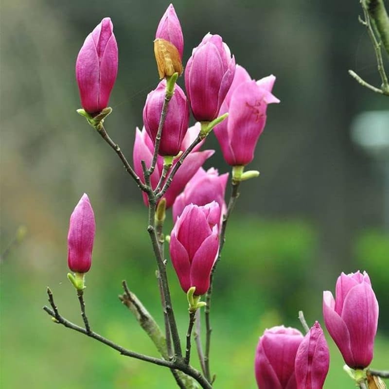 2 Jane Magnolia Trees Plants Live, Spring Bloom Flower Tree - Image 5