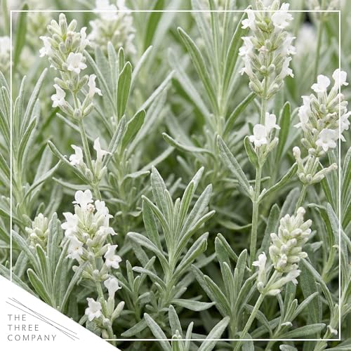 Lavender (2 Pack) - White Blooms, Live Fragrant & Aromatic Flowering Perennial, 10" Tall by 5" Wide in 1 Qt Pot - Image 2