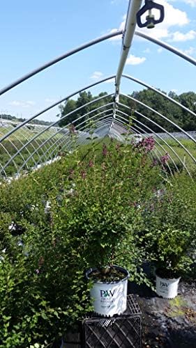 Proven Winners - Syringa x Bloomerang Dark Purple (Reblooming Lilac) Shrub, dark purple flowers, #3 - Size Container - Image 6