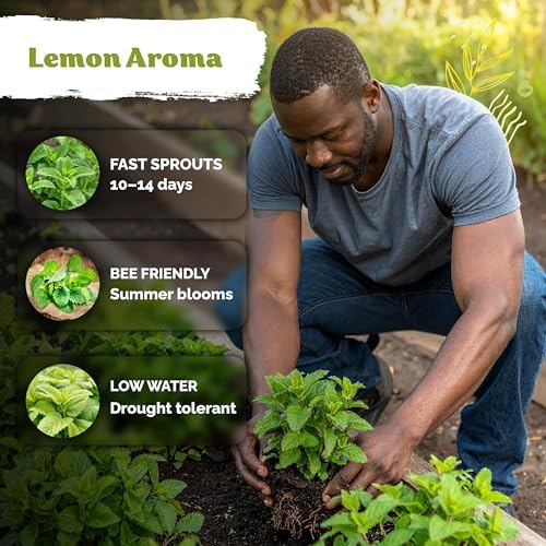 700 Lemon Balm Heirloom Herb Seeds for Planting, Melissa Officinalis - Image 4