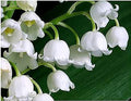 3 Large, Fresh, Plump Lily of the Valley Bare Root Plant Pips - Blooms Each May by MardeRossCompany