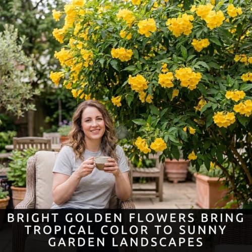 Yellow Trumpetbush Seeds for Planting | 100 Seeds | Bright Yellow Flowers - Image 3