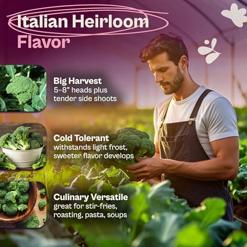 SVI 800 Calabrese Broccoli Seeds for Sprouting (Brassica oleracea VAR. capitata) - Green Broccoli Sprouts Seed Packets - Non-GMO Heirloom Vegetable Seeds for Planting Outdoors & Indoors Garden - Image 3