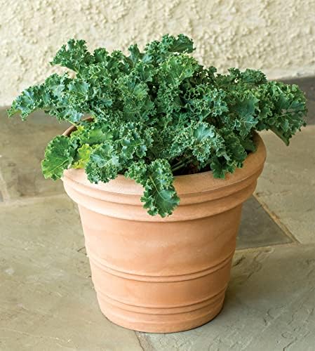 Burpee Prizm Hybrid Kale Seeds 50 seeds - Image 4