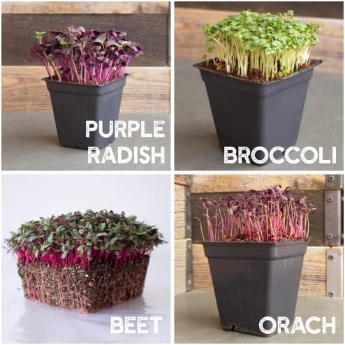 Mountain Valley Seed Co 12 Variety Pack Microgreens Seeds Kit Broccoli Seed - Image 6