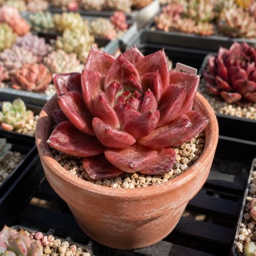 Echeveria 'Daredevil' Live Succulent Plant 3-3.5 Inch, Rare Rosette Succulent Bare Root No Pot, Easy to Grow Decorative Plant for Indoor Planters, Patio Displays, Botanical Collections - Image 5
