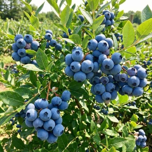 Sweet Blueberry Live Plant, Berry Seedling, 1-2 Ft Tall, Gallon Pot - Image 6