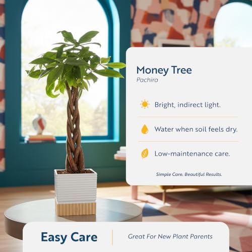 Costa Farms Money Tree, Live Indoor Plant, Braided Trunk, Easy Care - Image 6