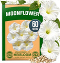 HOME GROWN Moonflower Seeds, 60 Seeds, Ipomoea alba by HOMEGROWN