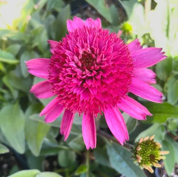 Delicious Candy Coneflower Live Plant – Echinacea purpurea – Fuchsia Pink Pom-Pom Flowers – Hardy Native Perennial – Pollinator Friendly – 2.5 Inch Pot - Image 2