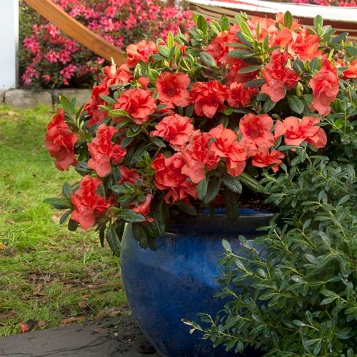 Encore Azalea 2 Gal. Autumn Embers Shrub - Image 4