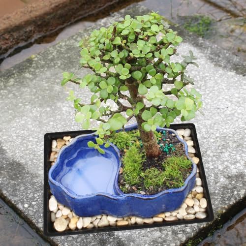 Brussel's Bonsai - Small Jade Live Bonsai Tree with Tray, Indoor Plant - Image 7