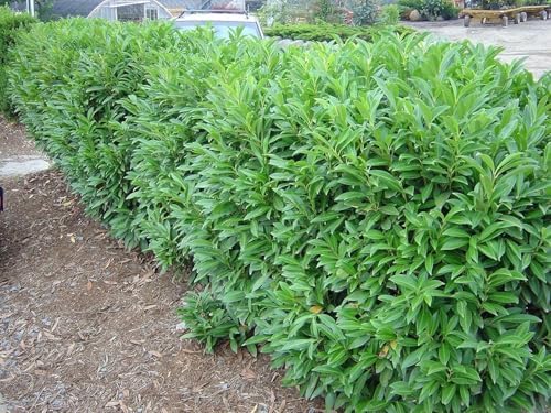 Schip/Skip Laurel Shrub - 6-12" Tall Live Plant - 2.5" Pot - Image 3